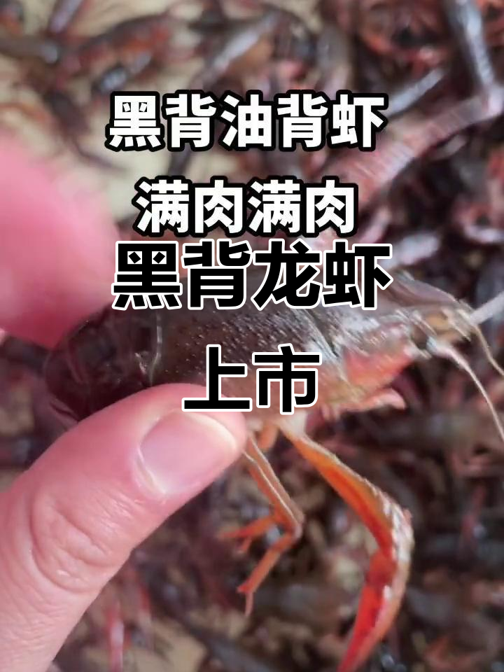 江苏小龙虾新品种,黑背油亮满肉!