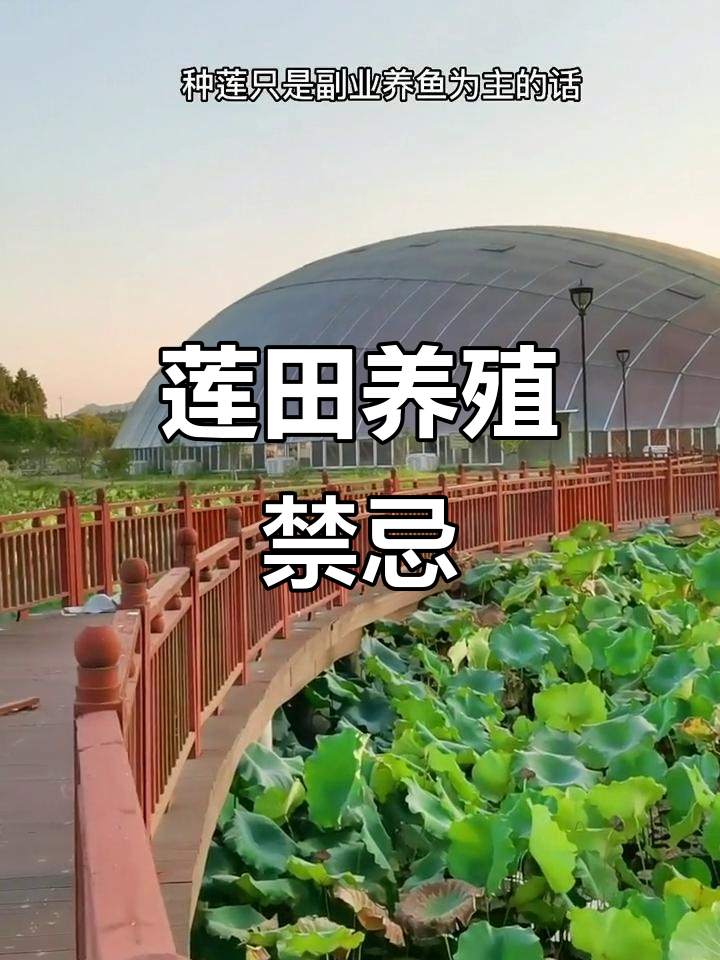 莲田种植需谨慎,哪些鱼类不宜套养?