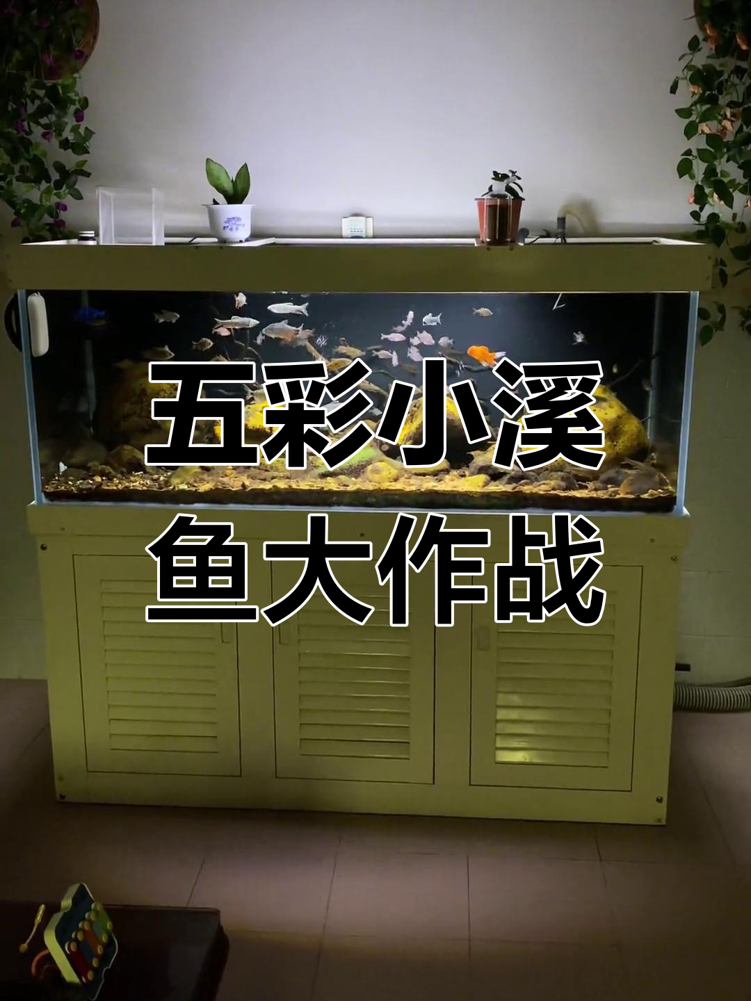抓五彩小鱼放鱼缸,活泼可爱抢饲料