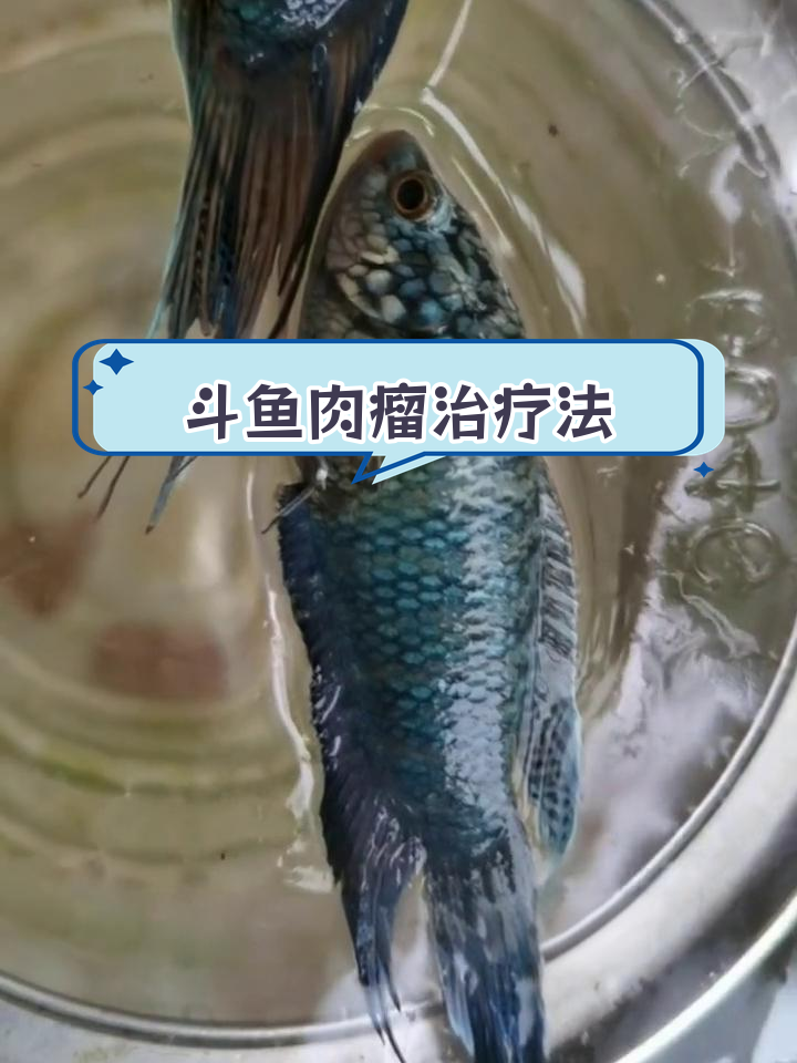 斗鱼长肉瘤,如何处理?