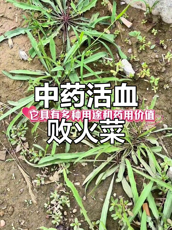 中华苦荬菜:清热解毒,消肿止痛的神奇草药