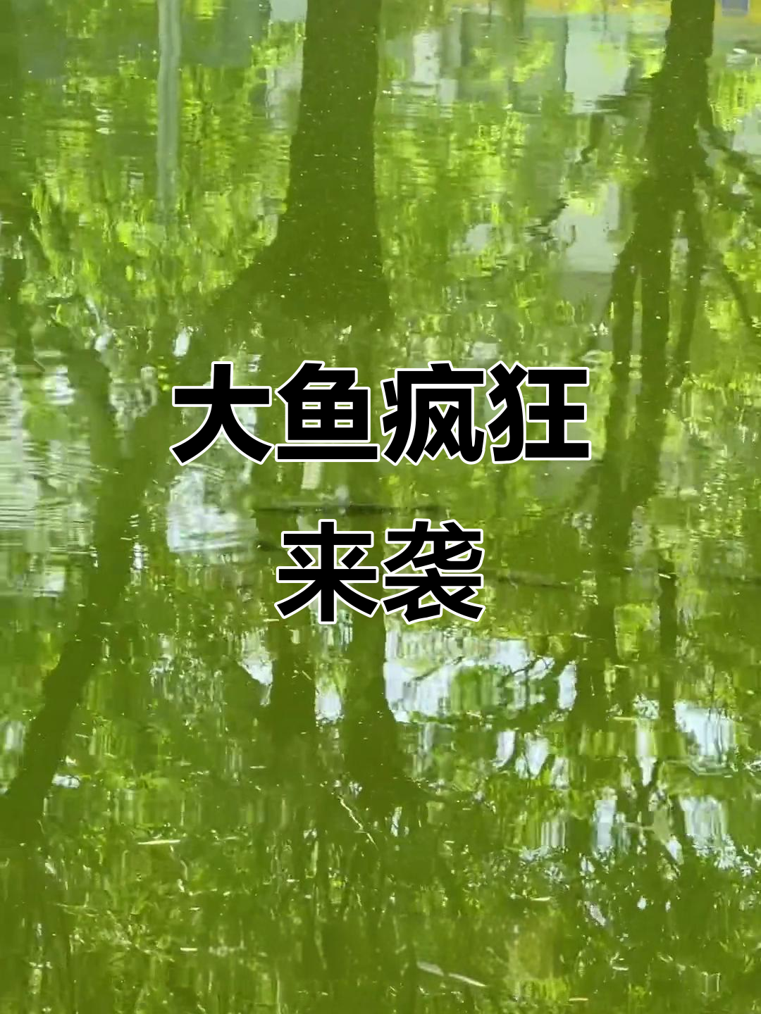 沙沟湖大鱼成群,五六斤的鱼儿疯狂出没