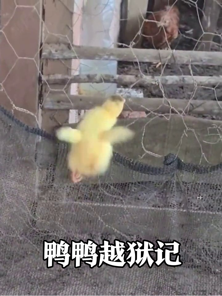 小鸭子为见鸡群疯狂跳围栏,劈叉式跳跃笑翻网友