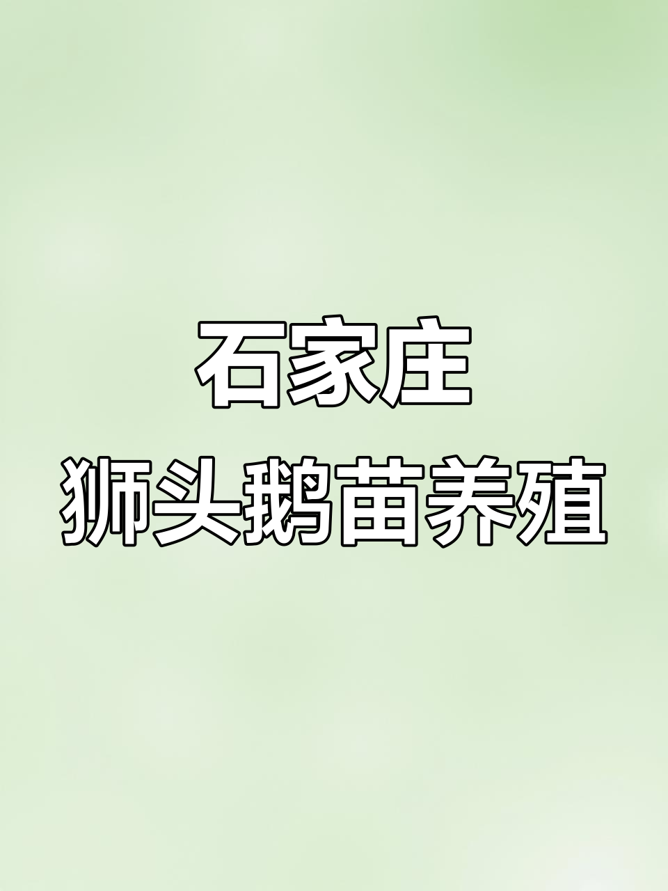 河北石家庄狮头鹅苗养殖合作,75天出栏,技术员上门指导
