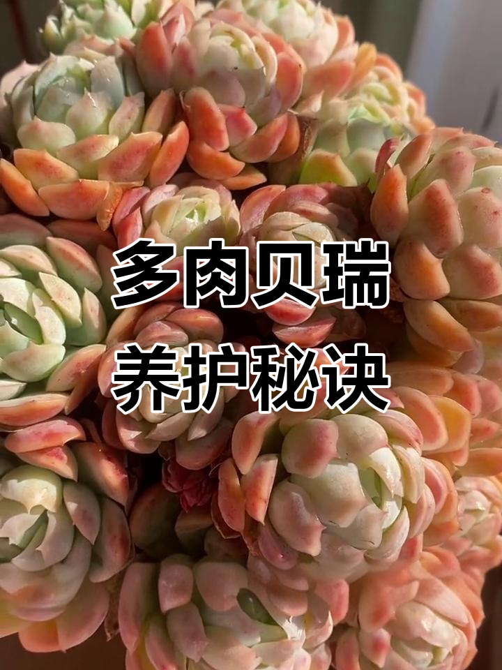 贝瑞多肉养护心得,轻松掌握群生技巧