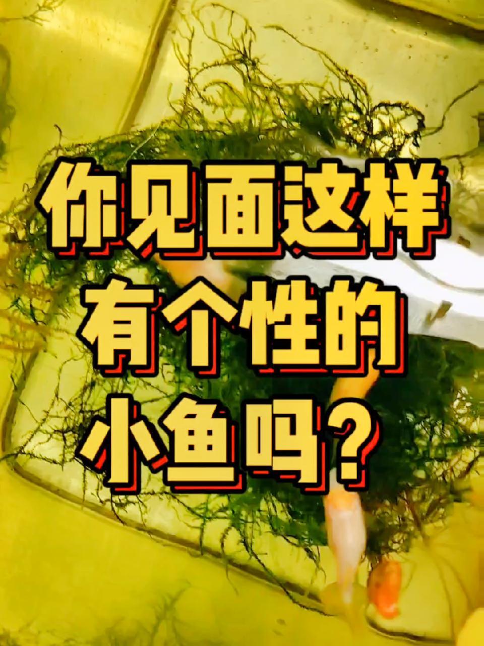 你见过这么有个性的小鱼吗?很小的时候就这样,最初以为翻肚了,不行了,后来发现它就是喜欢仰泳