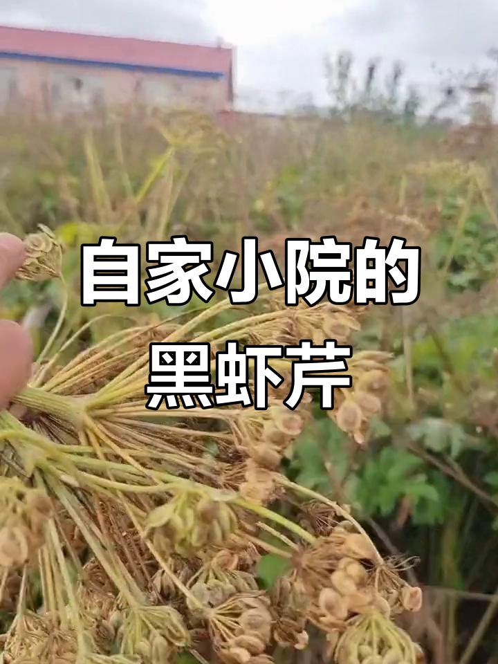 东北长白山黑虾芹:自家小院种的山野菜,反季节美味来袭