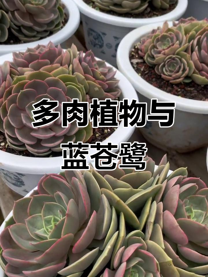 蓝色苍鹭与多肉植物的美丽邂逅，白头偕老的爱情故事