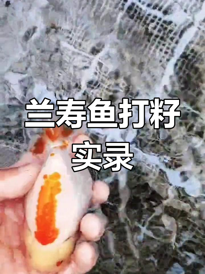 兰寿鱼人工繁殖过程揭秘,分辨公母技巧