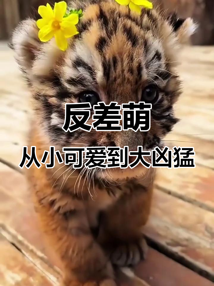 小时候萌到不行,长大后却让人怕的动物们