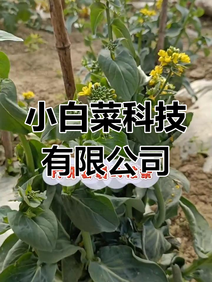 小白菜科技公司概况