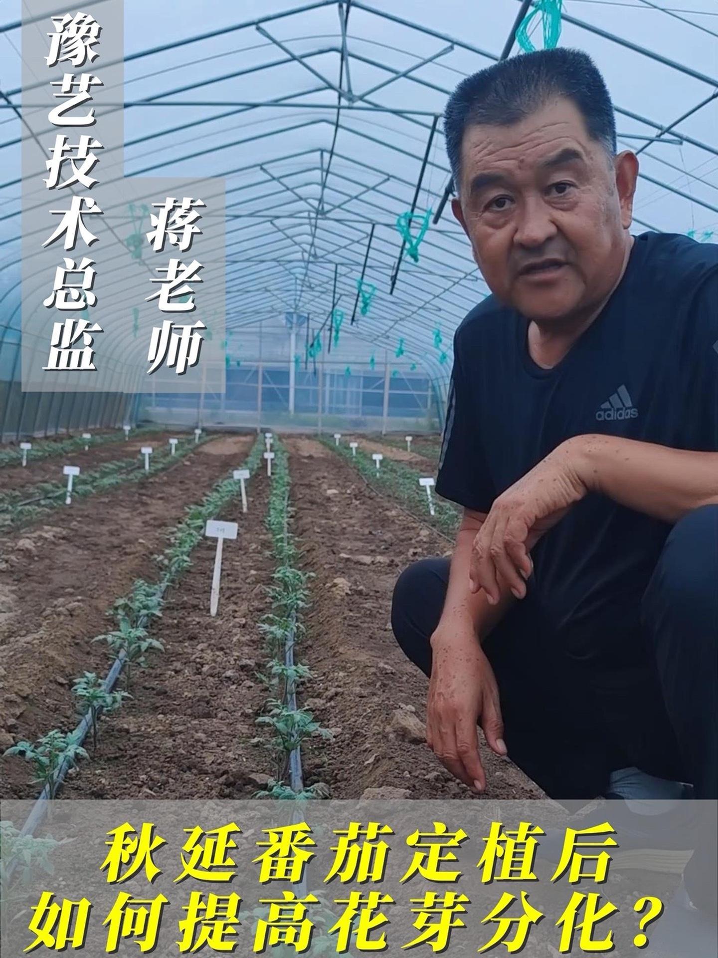 蒋老师小课堂:秋延番茄定植后,如何提高花芽分化?三农 种植大棚 西红柿种植