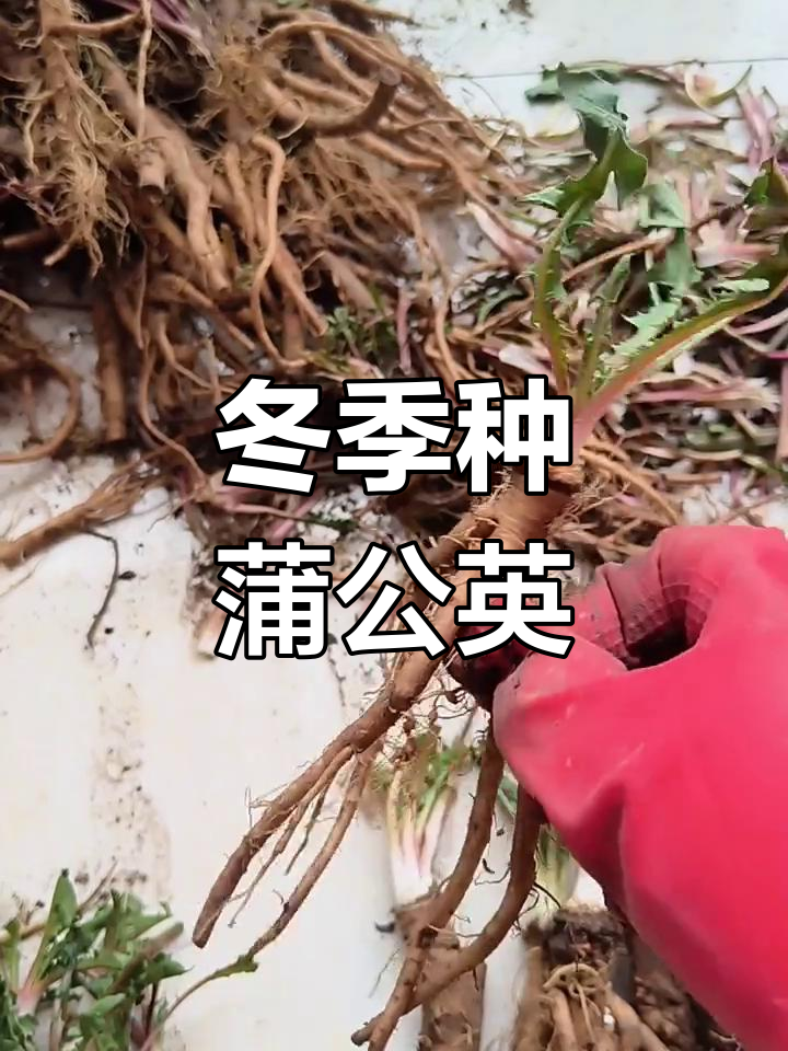 冬季室内种植蒲公英,半月后即可享用新鲜叶片!