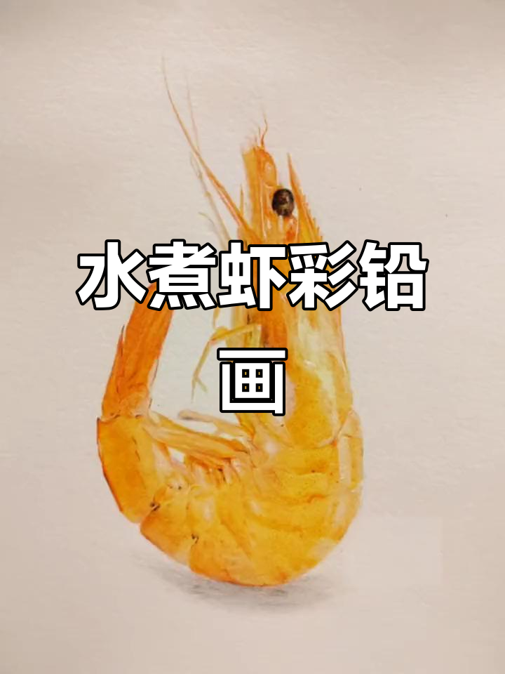 彩铅手绘水煮虾,轻松学会画画技巧