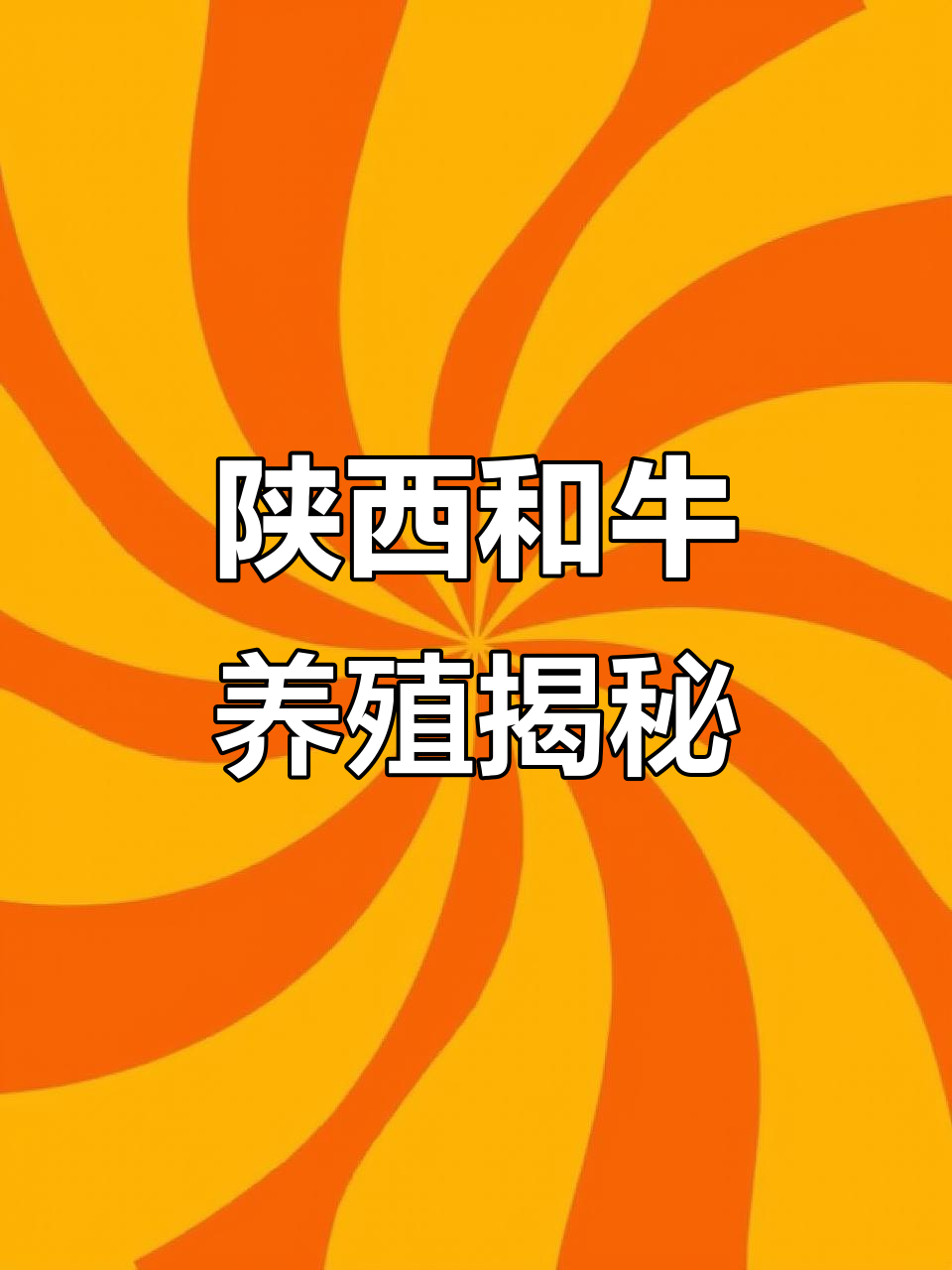 陕西汉中澳洲和牛养殖基地探访:高端牛肉如何走向平民餐桌