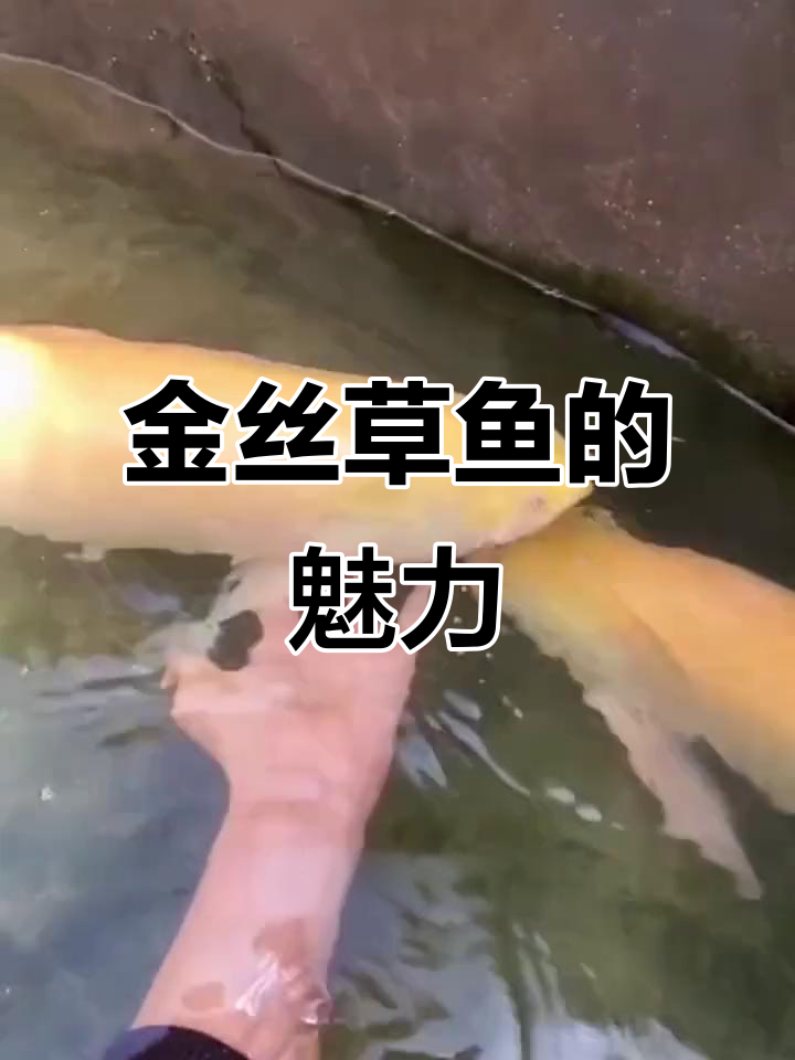 俄罗斯金草鱼:独特金色背部,肉质鲜嫩