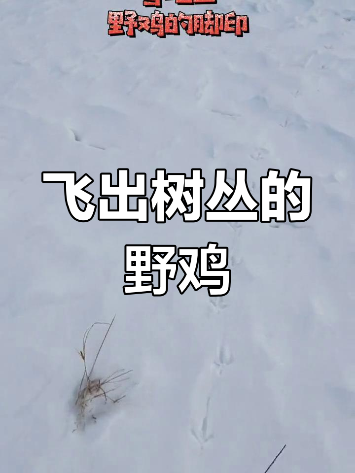 雪地中的野鸡惊现,只留下脚印