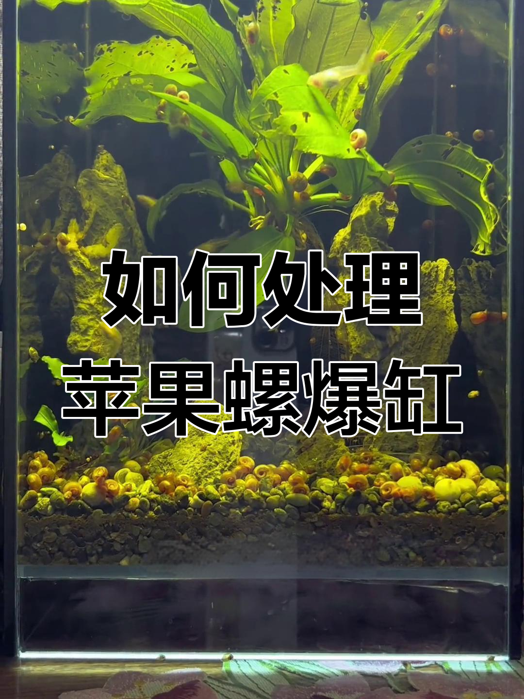 大型鱼池过滤系统,水质清澈免维护,省时又高效!