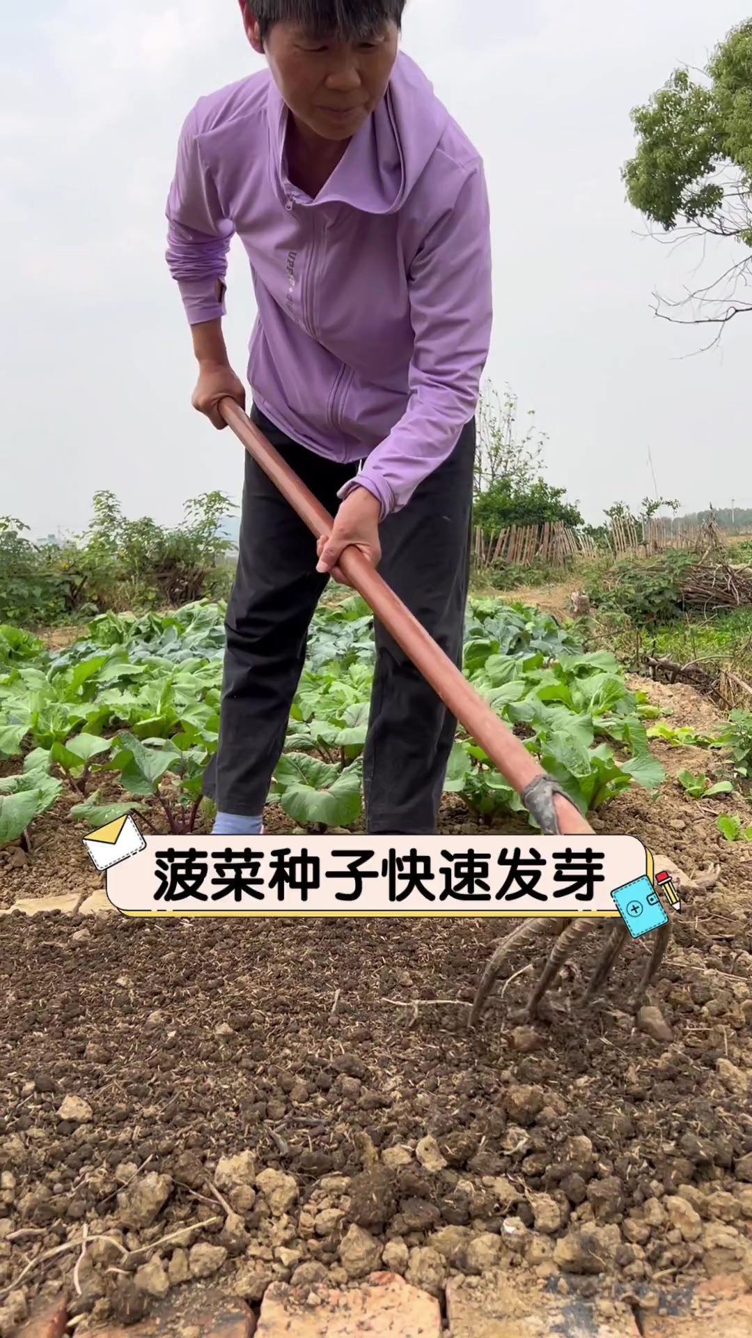 菠菜种子快速发芽