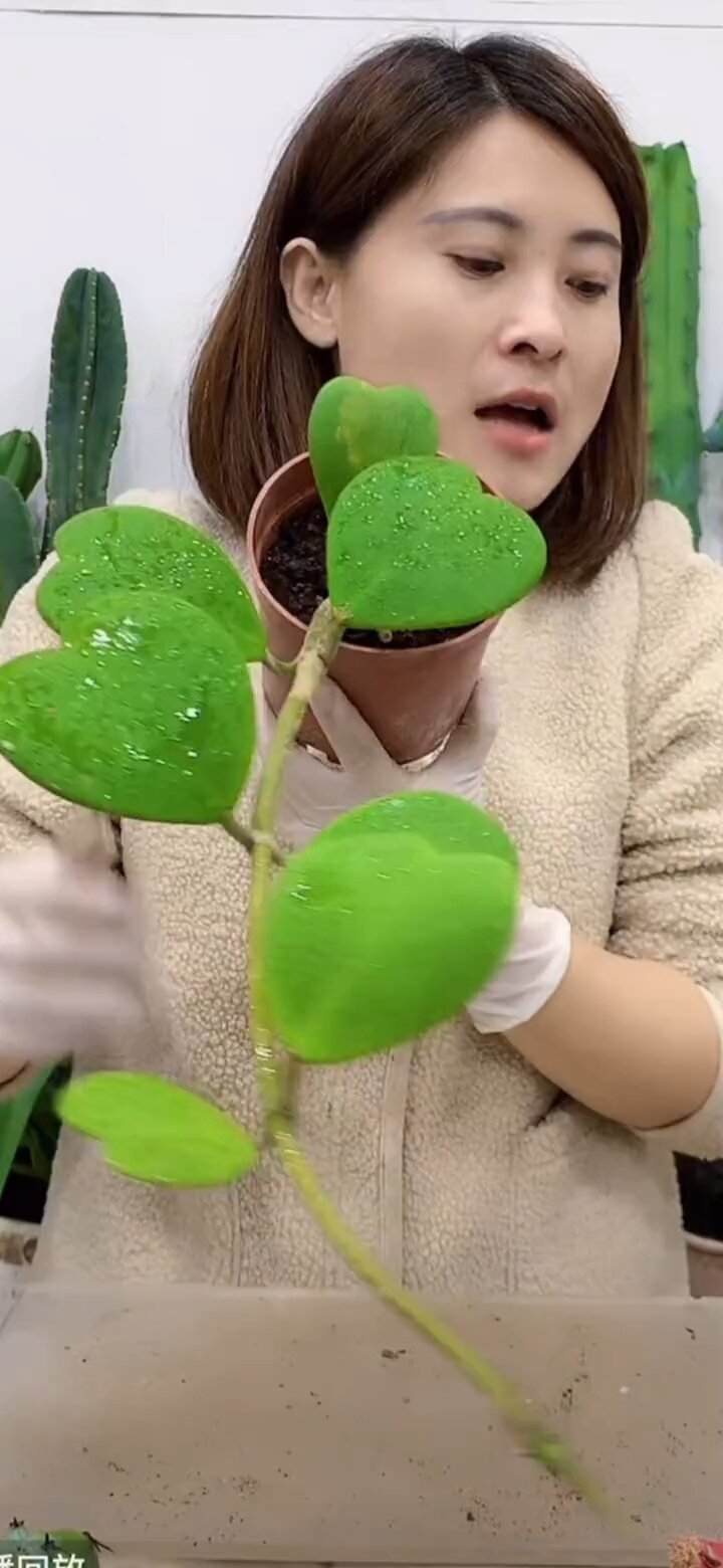 有种多肉是心形的你见过吗