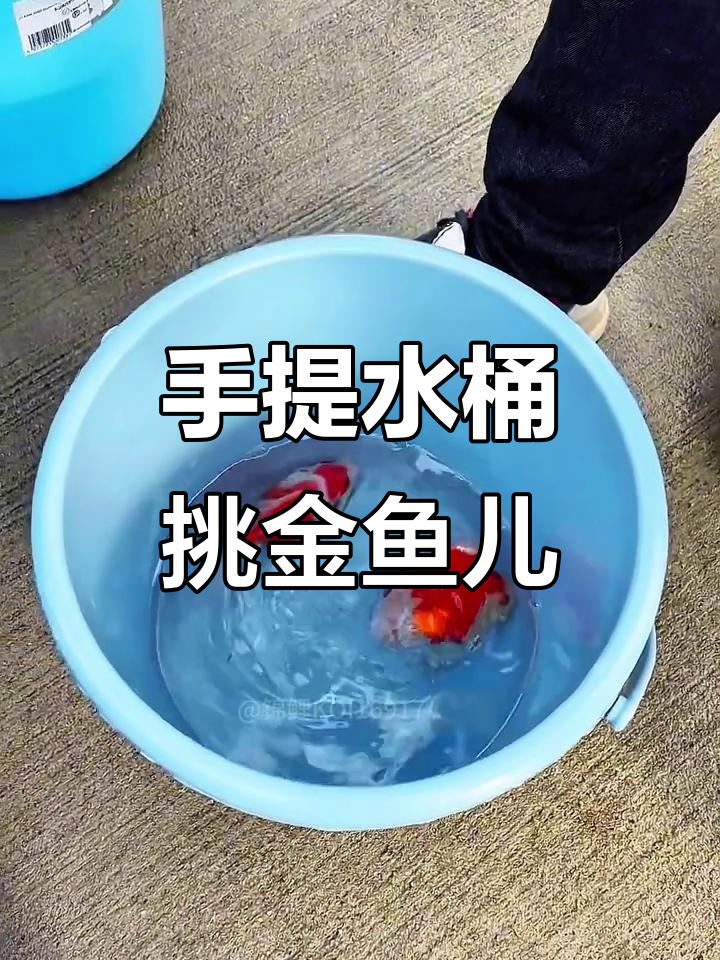 玉鲭金鱼选购技巧,手提水桶选鱼更方便