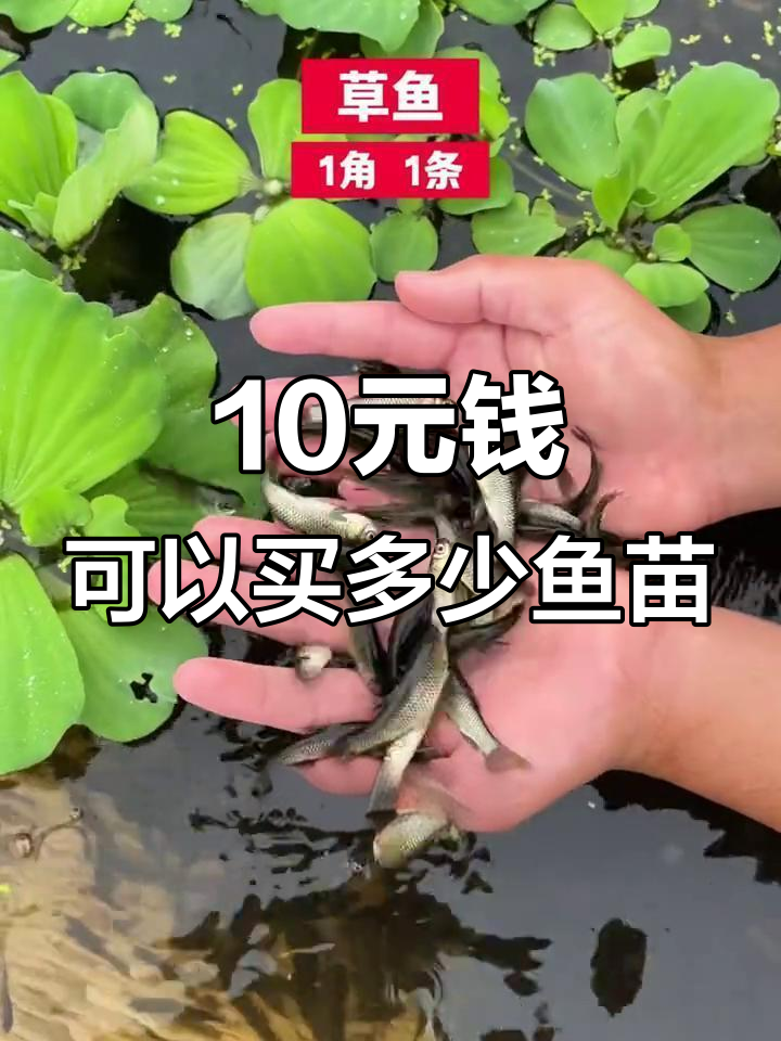 这些鱼苗超便宜,10块钱能买多少?