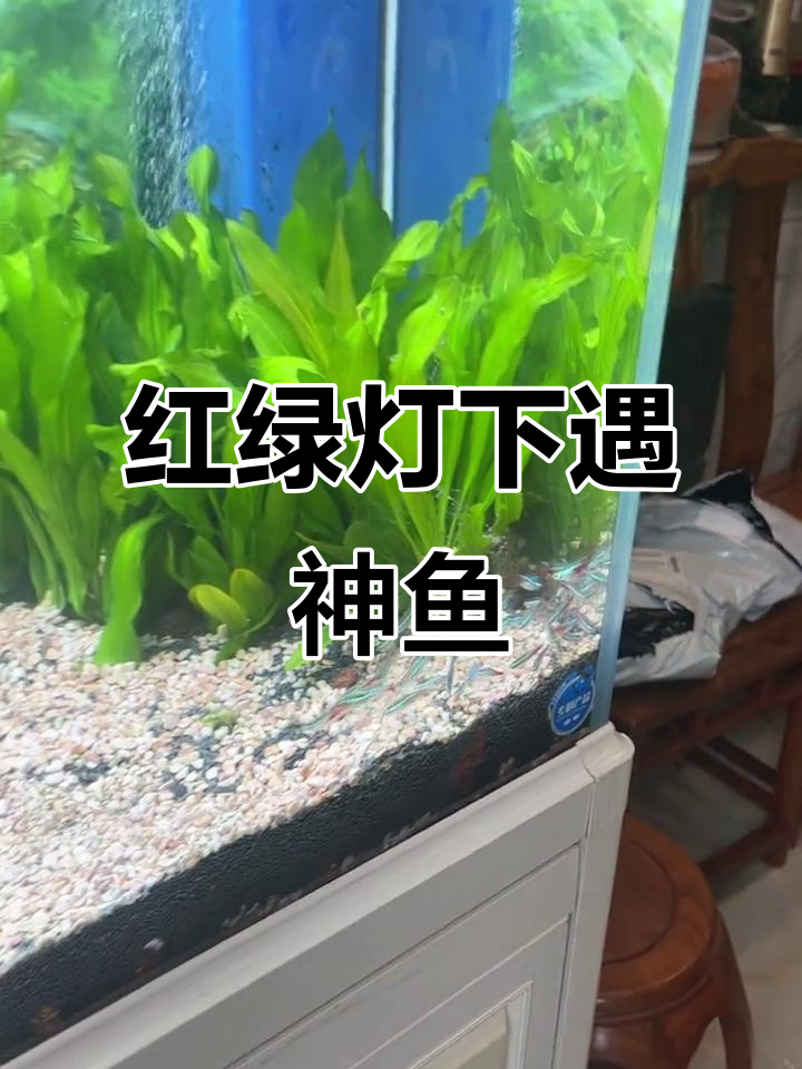 五十尾红绿灯下的神秘水域，四条神仙鱼悄然现身