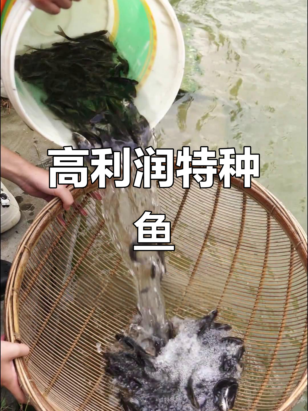 岩鲤肉质鲜美,养殖周期长但利润丰厚