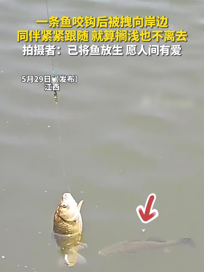 一条鱼咬钩后被拽向岸边,同伴紧紧跟随,就算搁浅也不离去。拍摄者:已将鱼放生,愿人间有爱(来