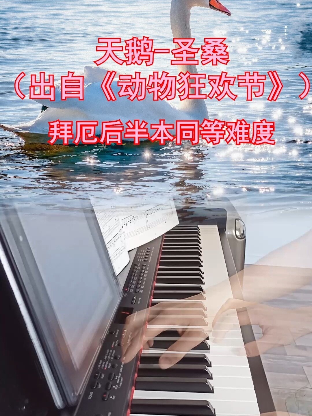圣桑《天鹅》钢琴四手联弹适合1~2级小朋友