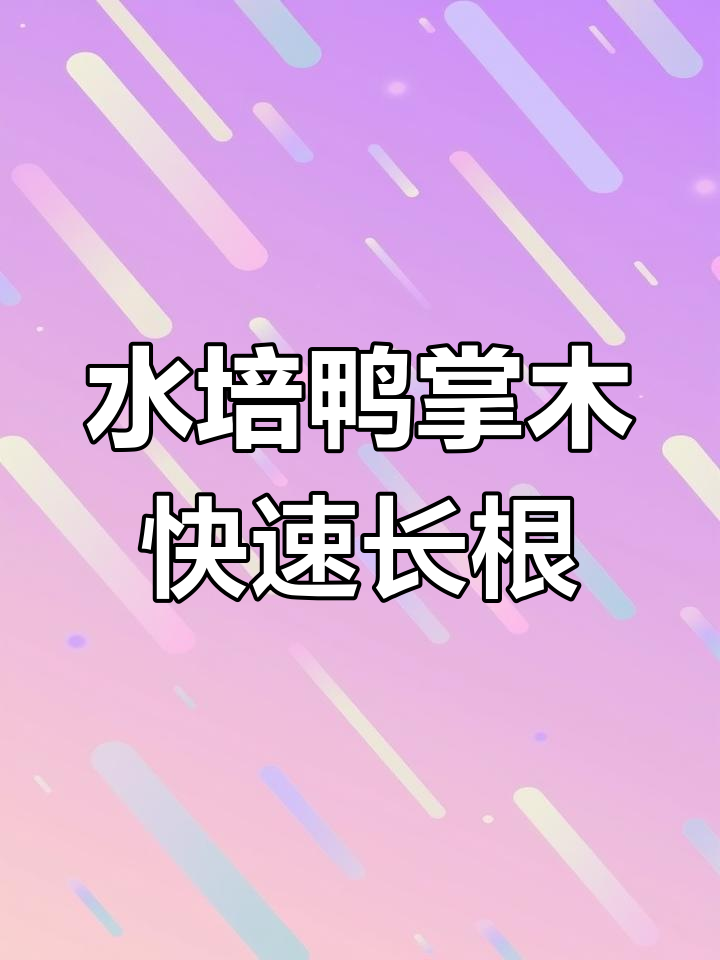 鸭掌木枝条水培法,轻松生根成活