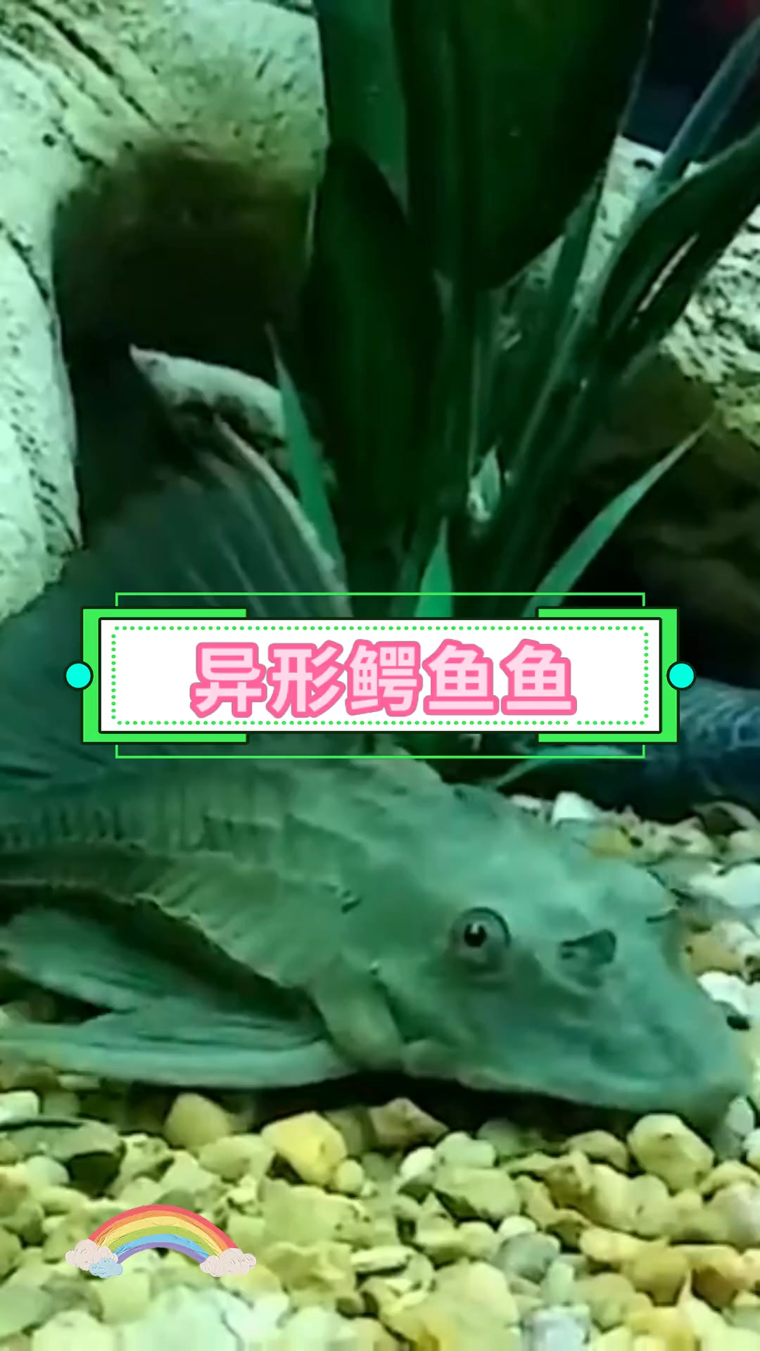 异形鳄鱼鱼