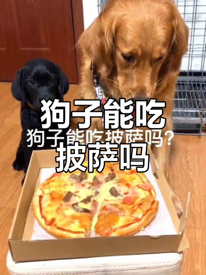 狗狗能吃披萨吗?