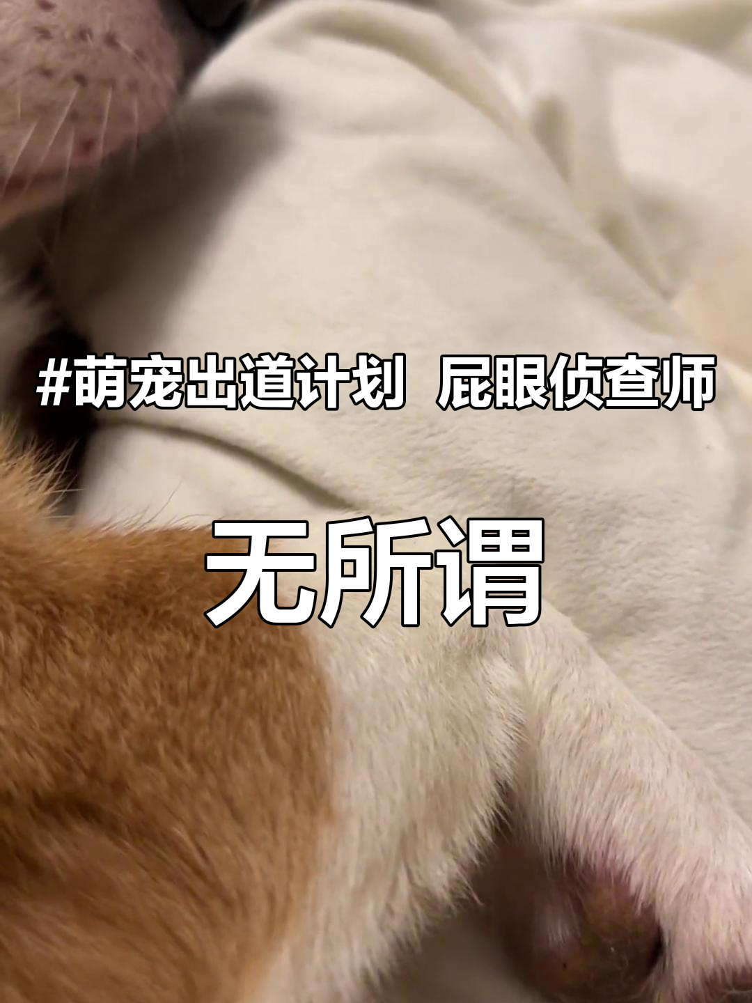 萌宠出道计划 屁眼侦查师,无所谓反正我会出手 柯基 这个家不能没有狗子