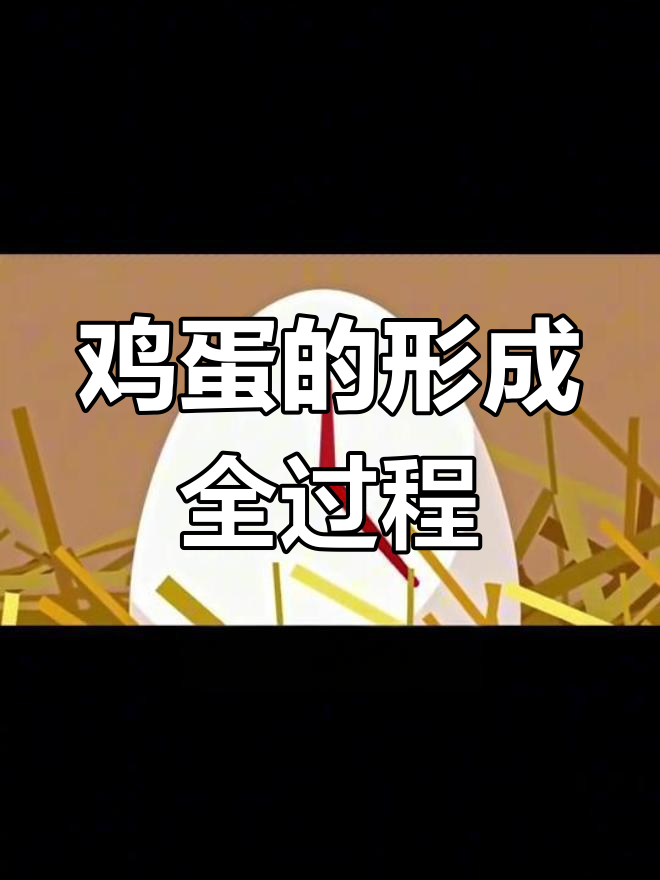母鸡下蛋的奇妙过程揭秘