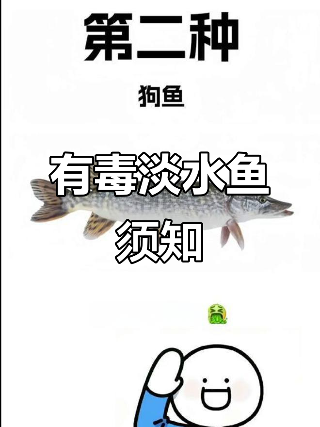 钓鱼时要注意!这些淡水鱼有毒,别碰