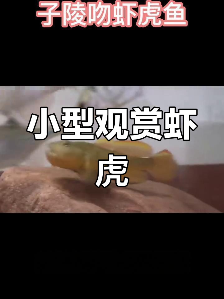 紫菱吻虾虎鱼:江河中的小精灵