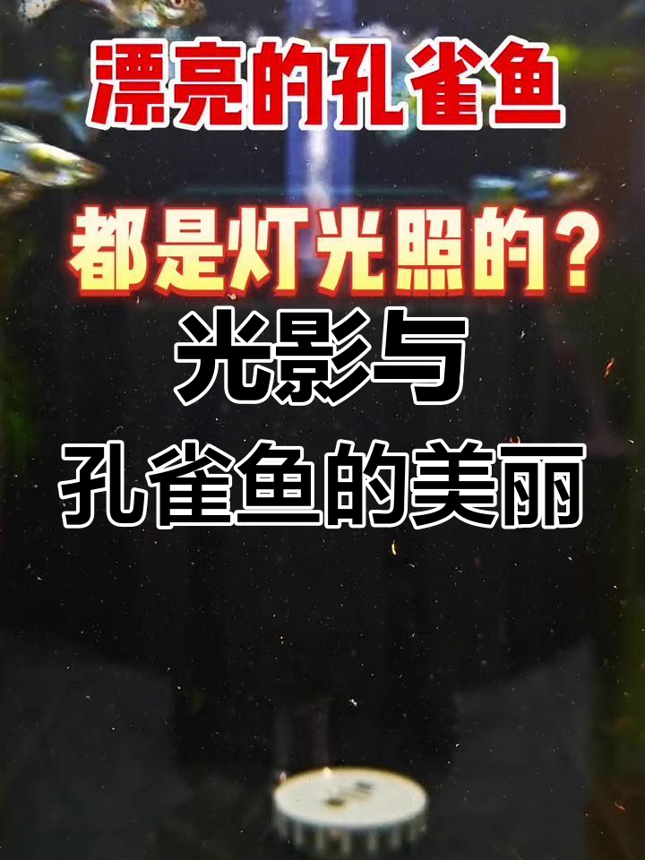 孔雀鱼的美,灯光下的秘密
