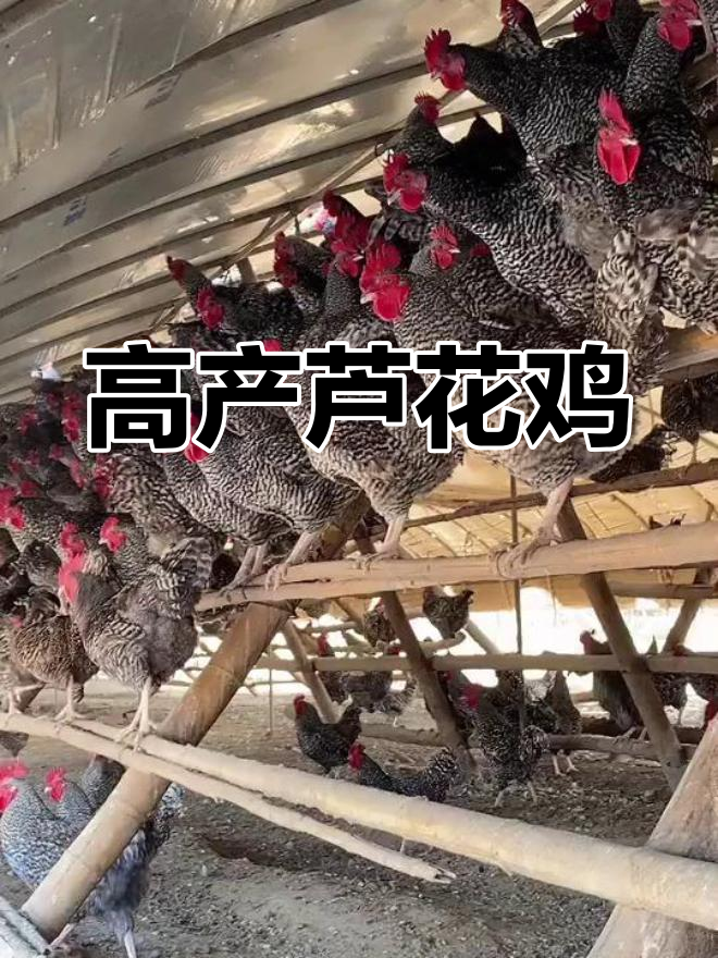 芦花鸡:蛋肉兼用,年产260枚高产量