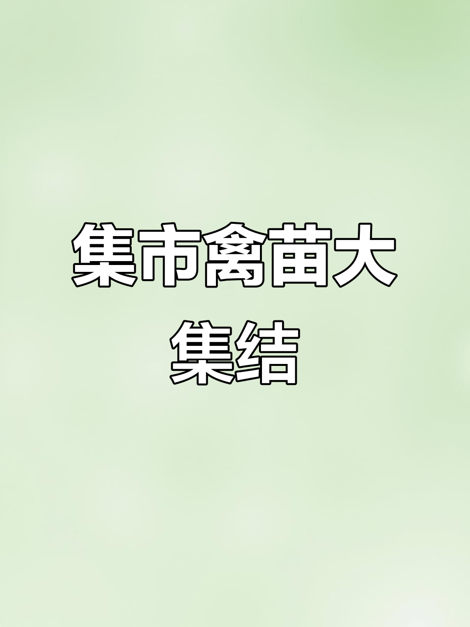 南亩集市,狮头鹅、青头鸭苗应有尽有