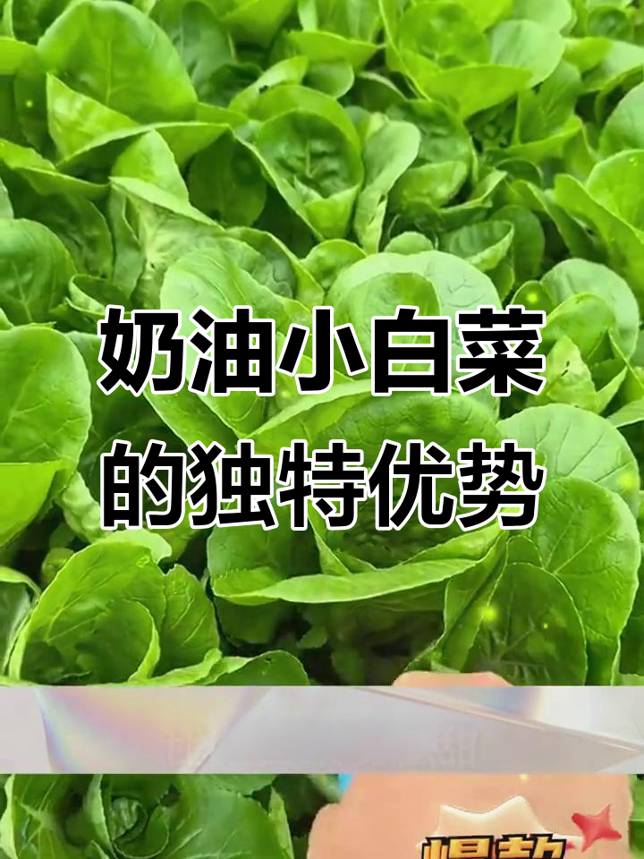 快菜与大白菜的区别:更鲜嫩、香甜,三五天就能发芽