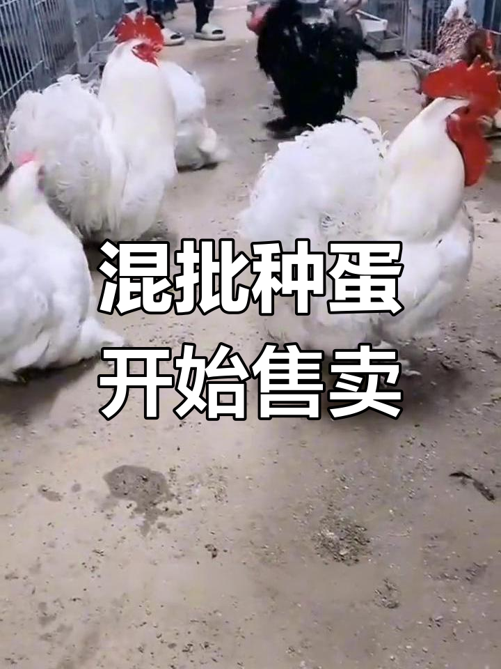 各种观赏鸡种蛋出售