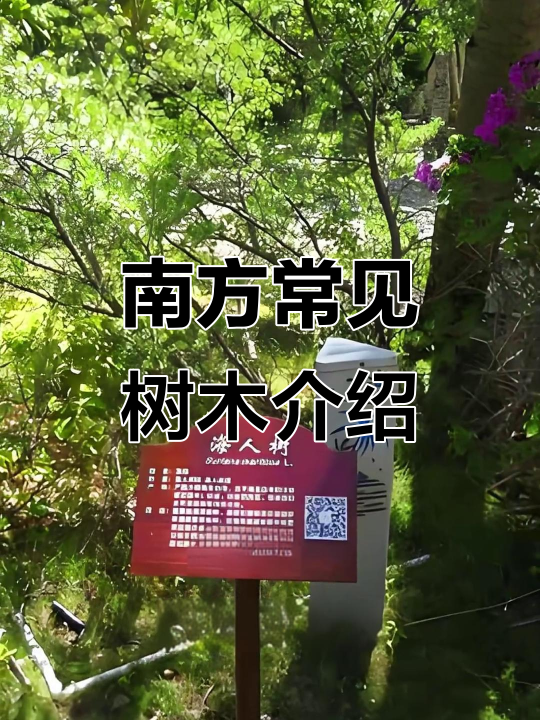 南方常见行道树大揭秘:从木棉到海人树的美丽与奇特