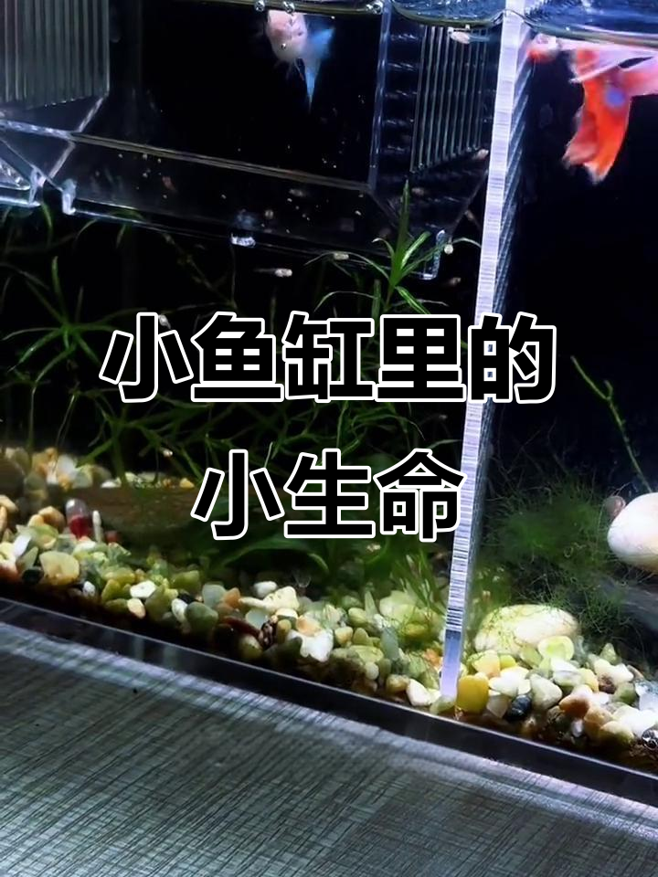 桌面小鱼缸里的蓝白孔雀鱼宝宝，超萌！