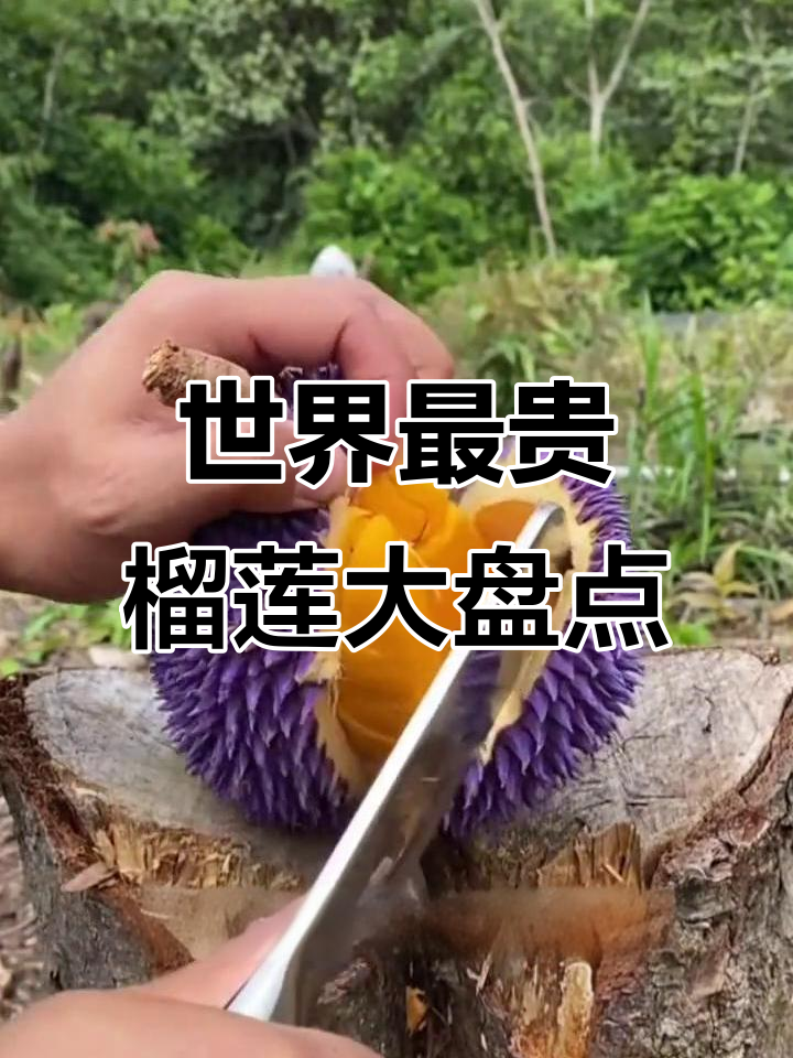 马来西亚顶级榴莲大揭秘，黑刺、松鼠王、紫肉猫山王一网打尽
