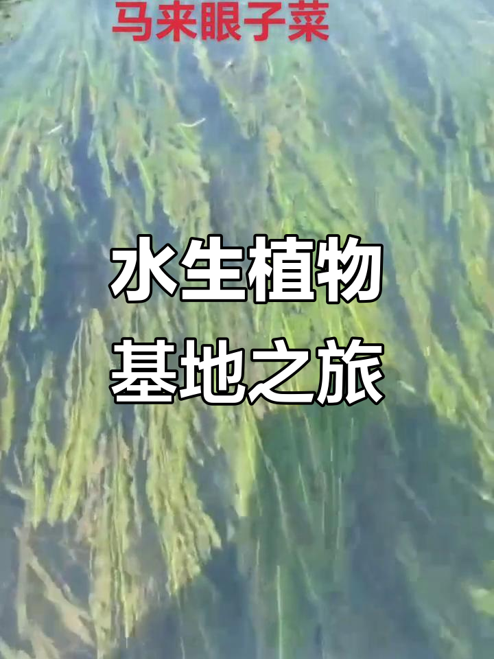 探访水生植物基地,马来眼子菜与苦草的沉水魅力