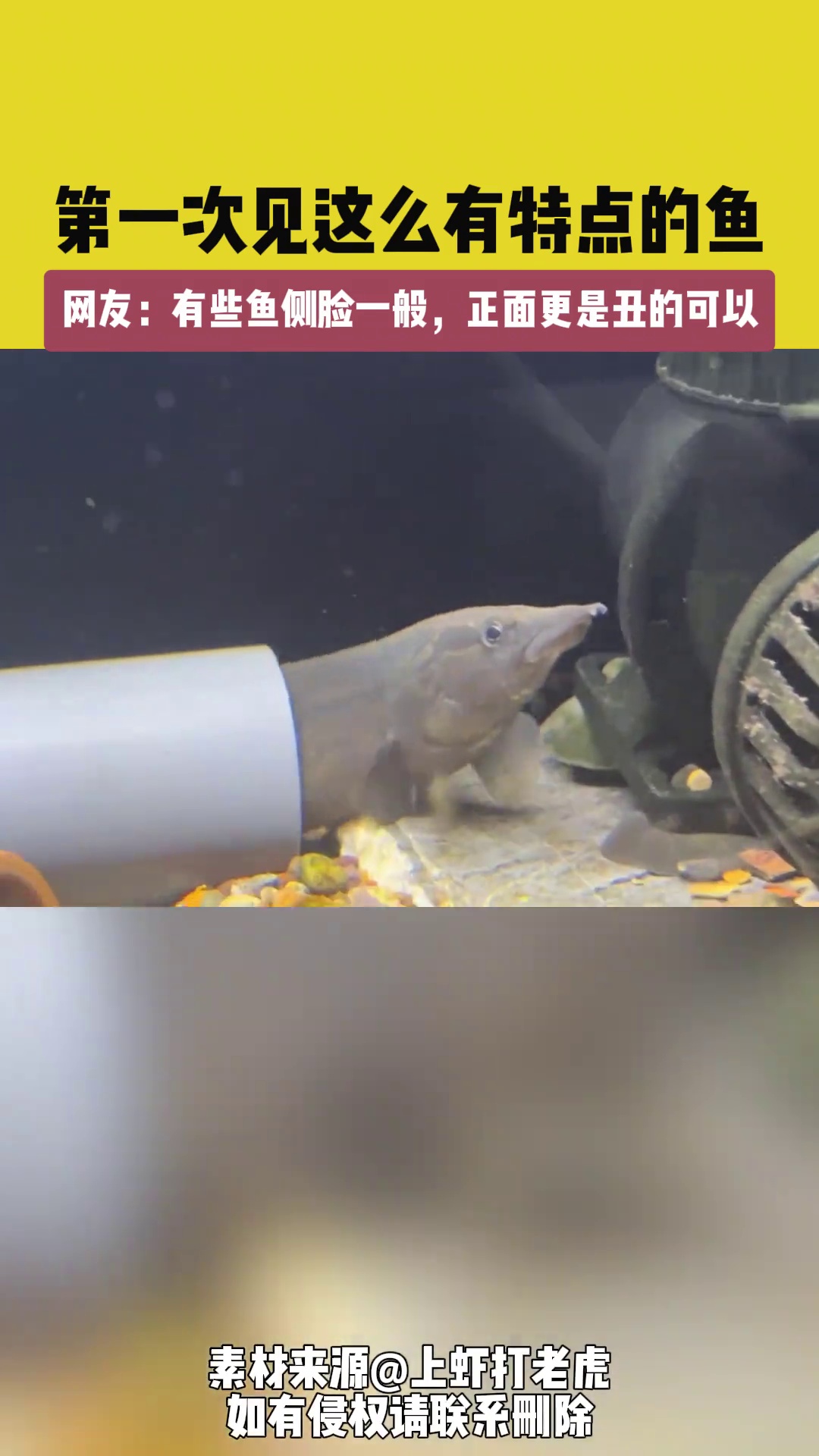 第一次见这么有特点的鱼,网友:有些鱼侧脸一般,正面更是丑的可以