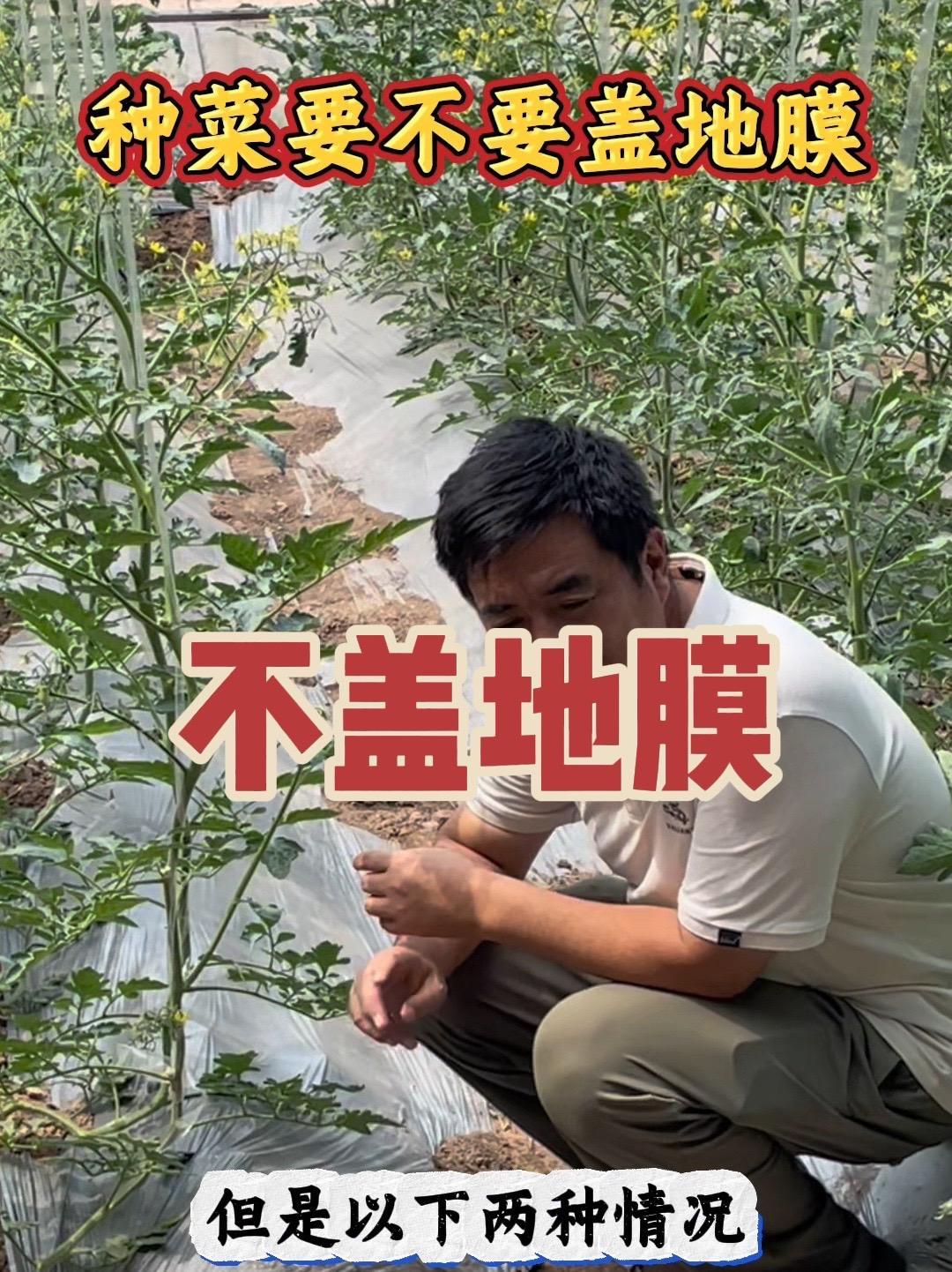 温度太高,真的就别再盖地膜了!蔬菜种植 蔬菜种植技术 大棚蔬菜