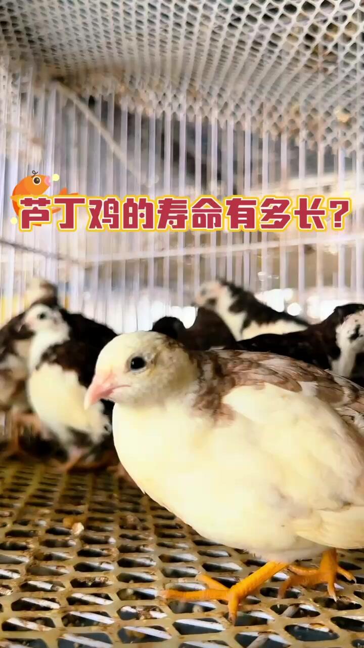 芦丁鸡的寿命有多长?今天就带大家算一算