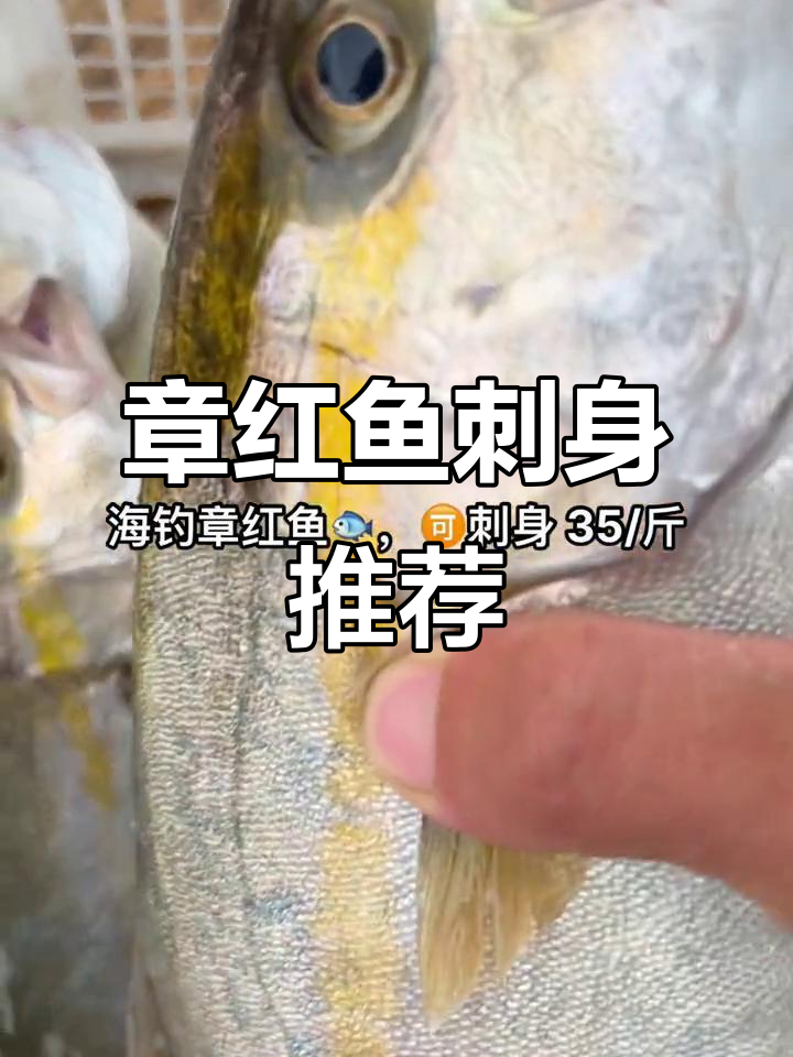 海钓张笼大揭秘,章红鱼刺身超值美味